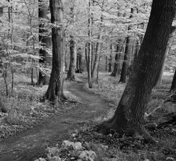 trees