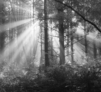 trees