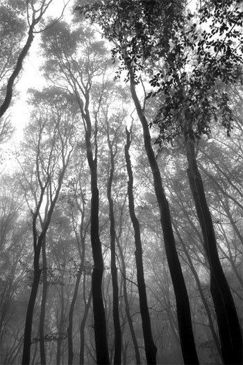 talltrees