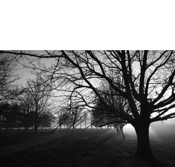 New Trees