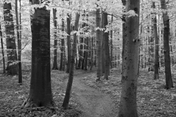 trees